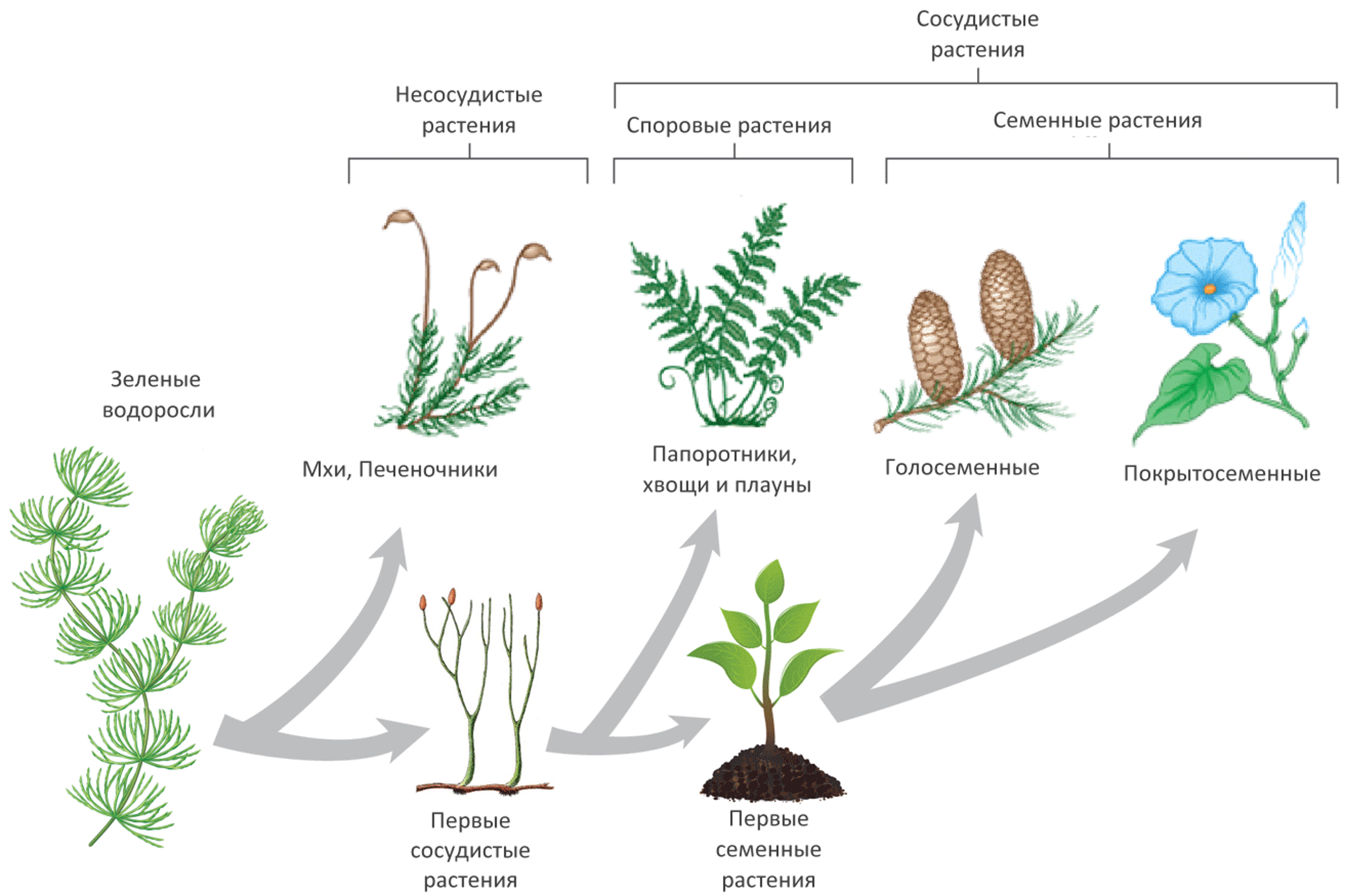 Эволюция растений схема. Этапы эволюции растений. Эволюция травы. Процесс эволюции растений. Установите последовательность появления растений в процессе эволюции